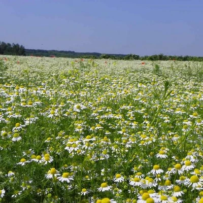 Ćwiczenia terenowe