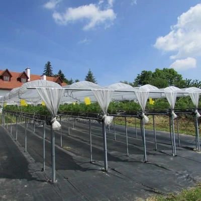 Święto kwitnącej truskawki