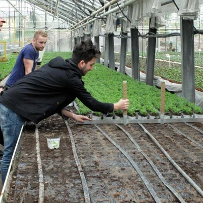 Rośliny balkonowe i kwietnikowe